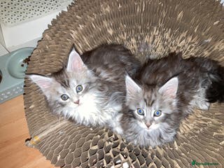 Maine Coon cats Maine Coon kittens - Advert 1