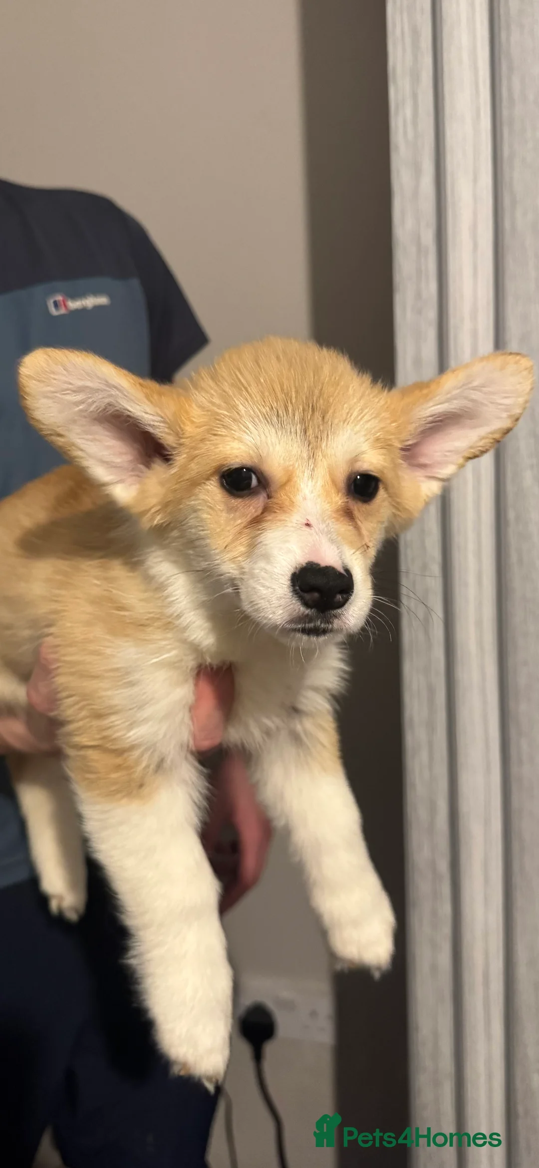 Welsh Corgi Pembroke dogs for sale: Last girl Welsh Pembroke corgi READY TO LEAVE - Advert 18