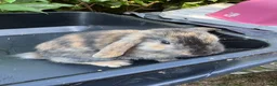 Mini Lop rabbits for sale: Beautiful mini lops ready for their homes - Advert 12