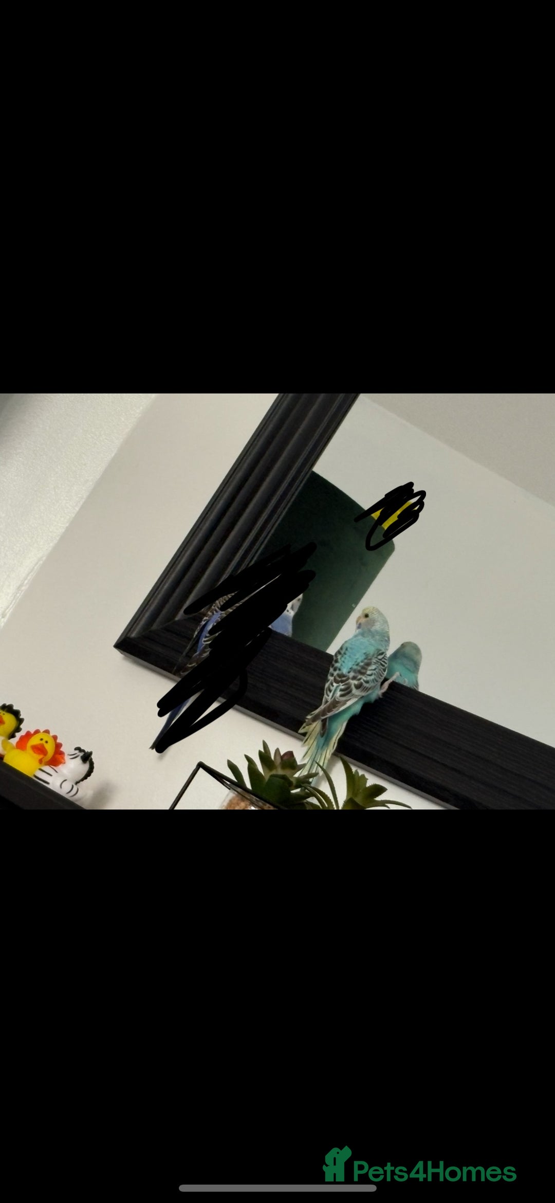 Budgerigars birds for sale: Female budgerigar  - Image 3