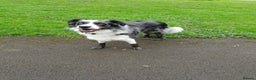 Border Collie dogs for stud: *proven* health tested working merle border collie in Leeds - Advert 28