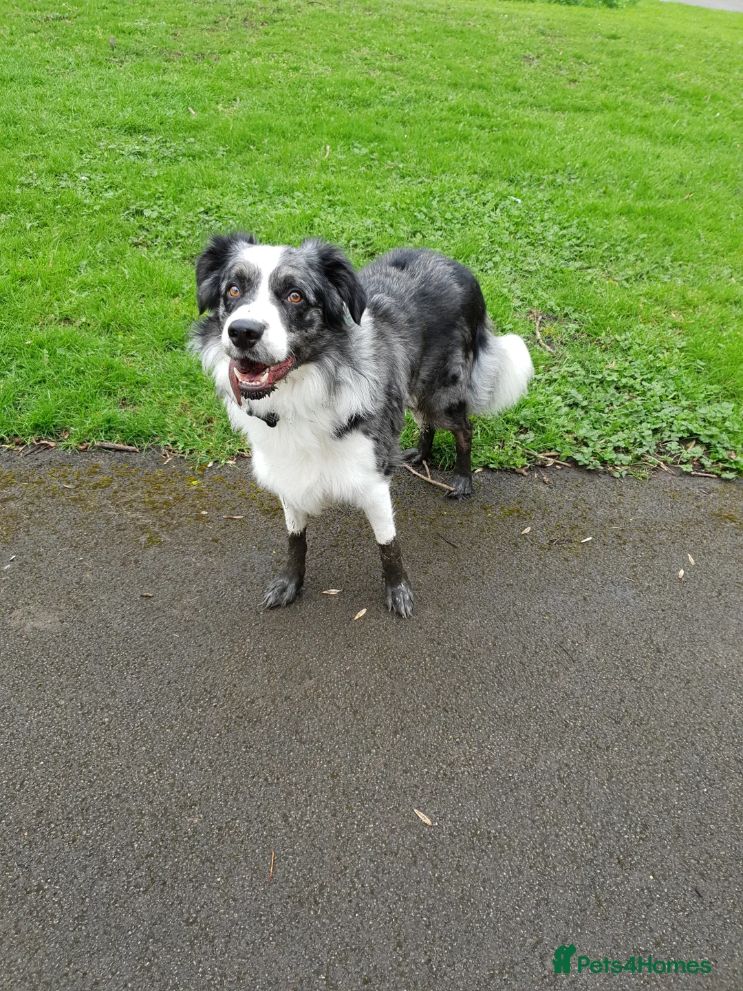 Border Collie dogs for stud: *proven* health tested working merle border collie in Leeds - Advert 28