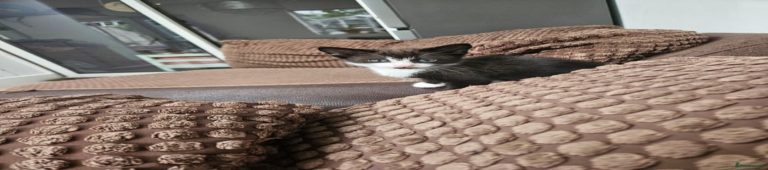 British Shorthair Kitten 4