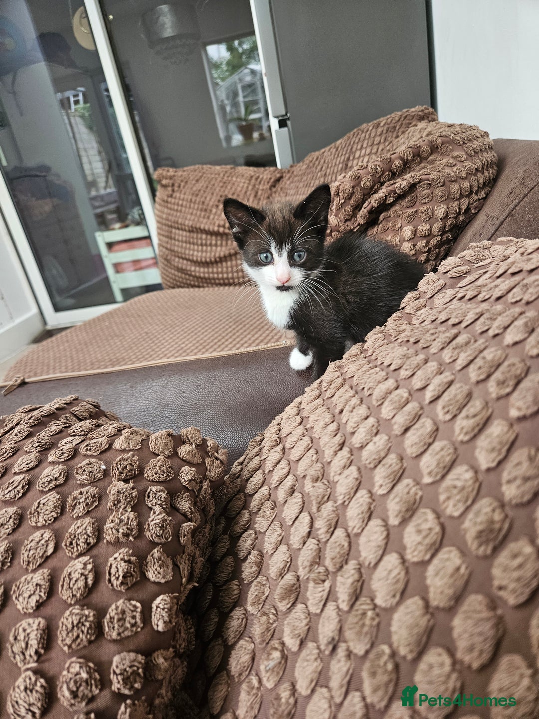 British Shorthair cats for sale: Mother and 2 kitten  for sale  - Image 6