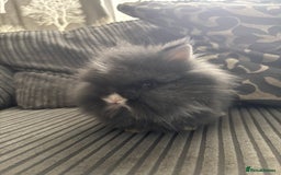 Lionhead rabbits for sale: 4 lionhead x Netherland dwarf mix breeds - Image 7