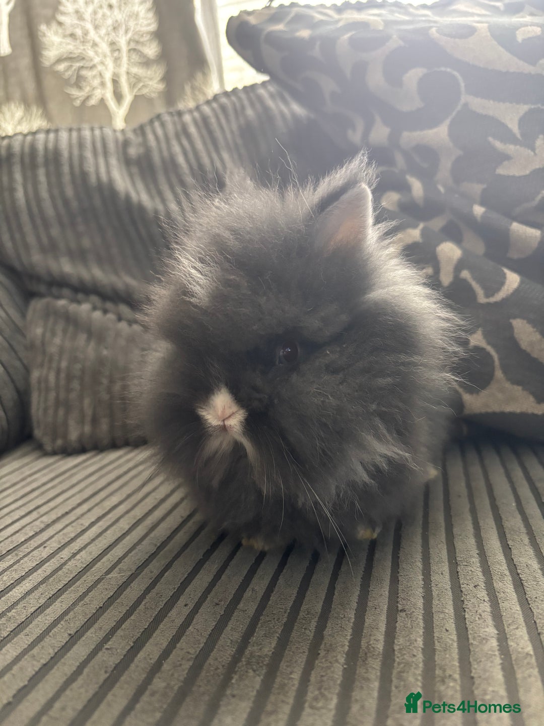 Lionhead rabbits for sale: 4 lionhead x Netherland dwarf mix breeds - Image 7