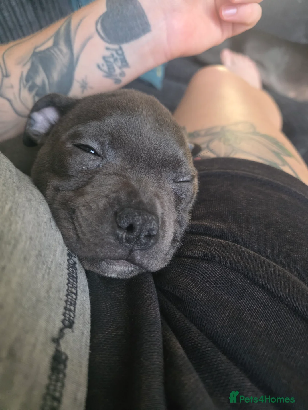 Staffordshire Bull Terrier dogs for sale: Staffordshire Bull Terrier in Caernarfon - Advert 2