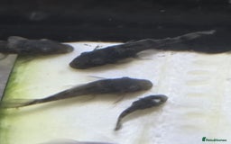 Plecos fish for sale: Green Dragon plecos - Image 3