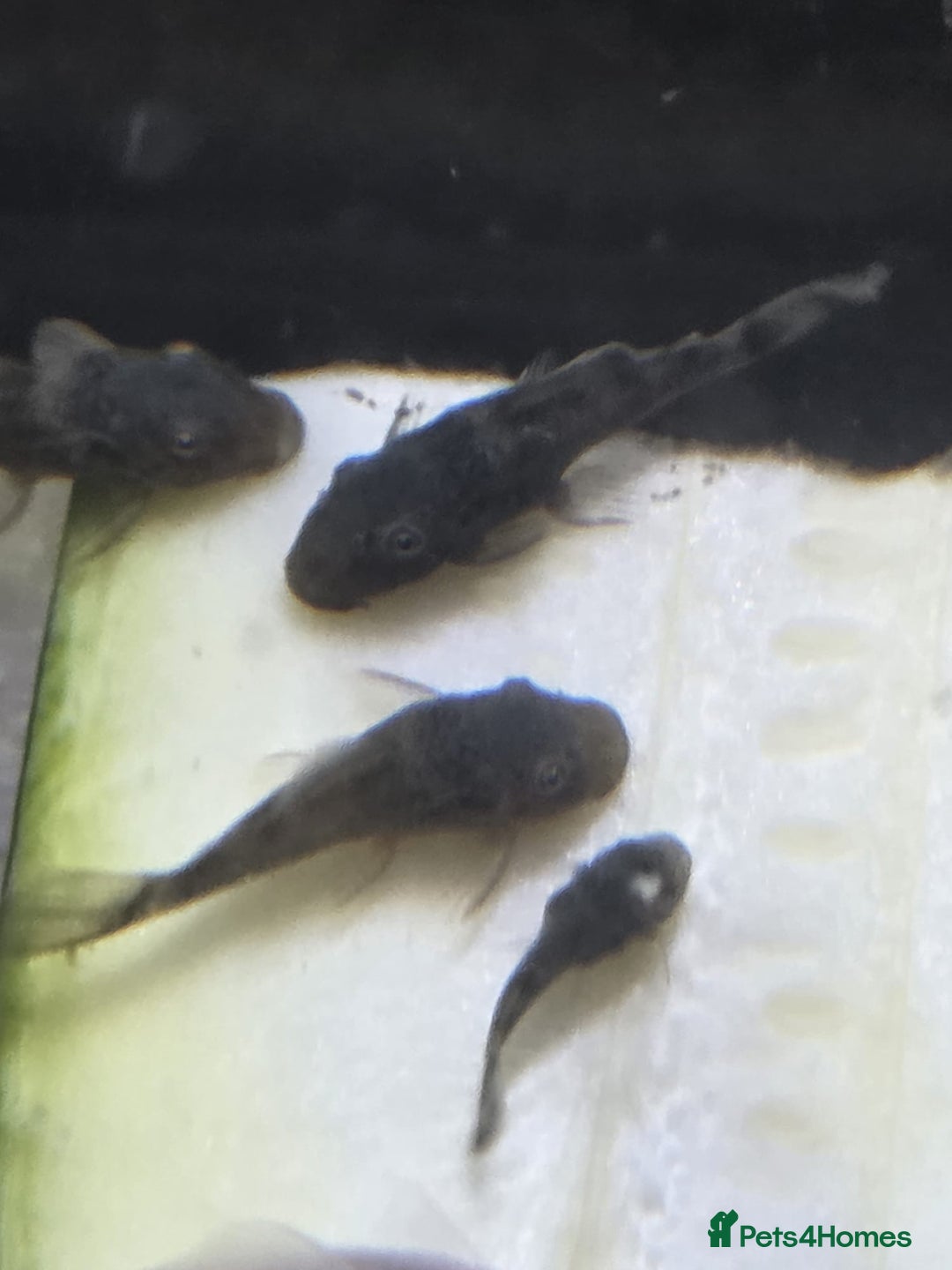 Plecos fish for sale: Green Dragon plecos - Image 3