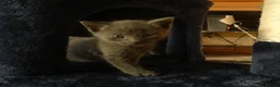 Russian Blue cats for sale: Pure Russian Blue kittens - Advert 4