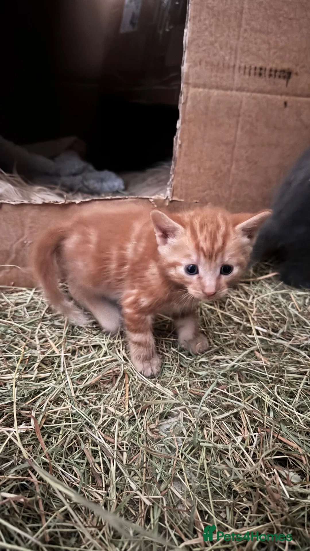 Mixed Breed cats for sale: Farm Kittens for Sale  in Ashbourne - Advert 2