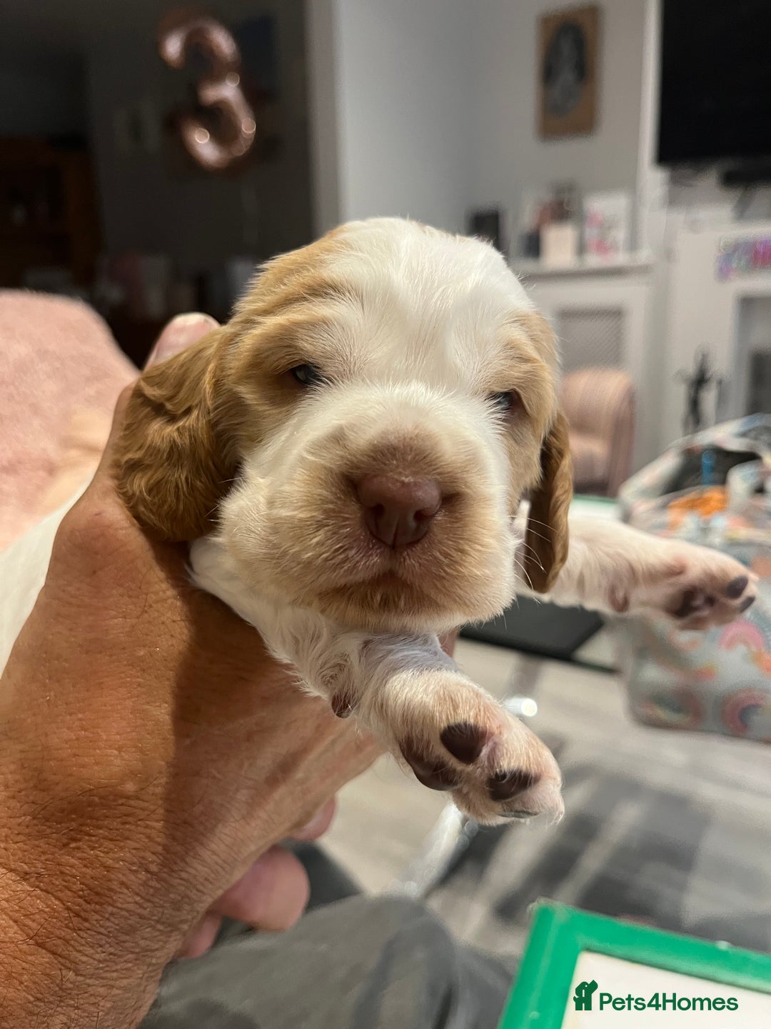 Cocker Spaniel dogs for sale: Beautiful Orange Roan/ Sable Puppies  - Image 8