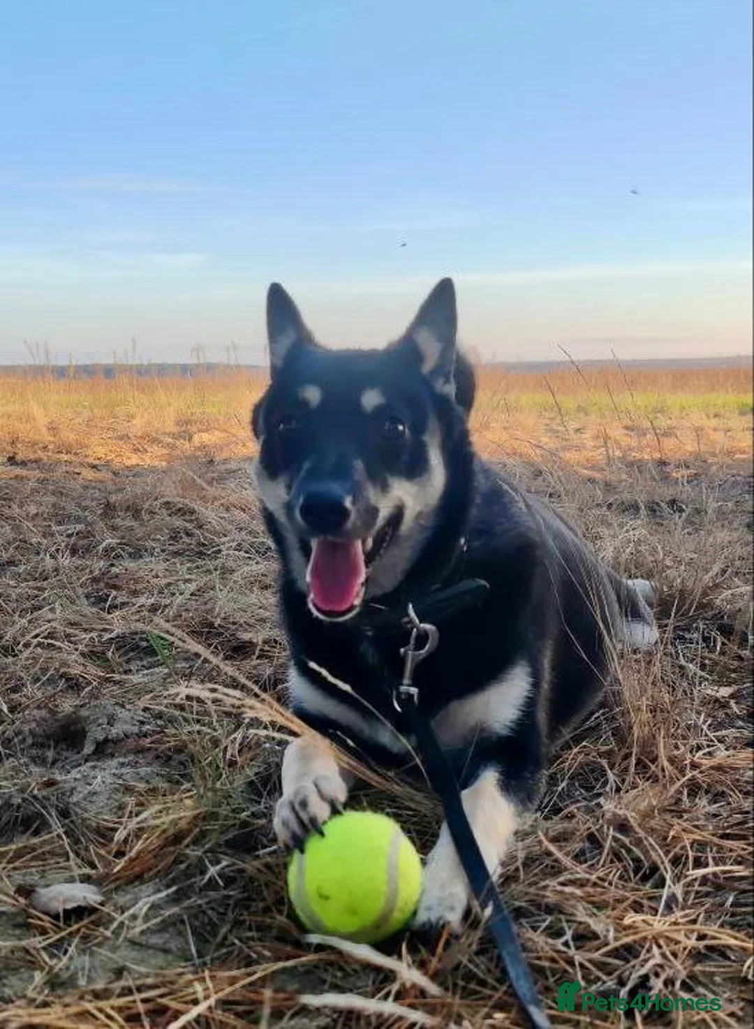 German Shepherd dogs for adoption: JULIA – German Shepherd (Female) - Advert 2