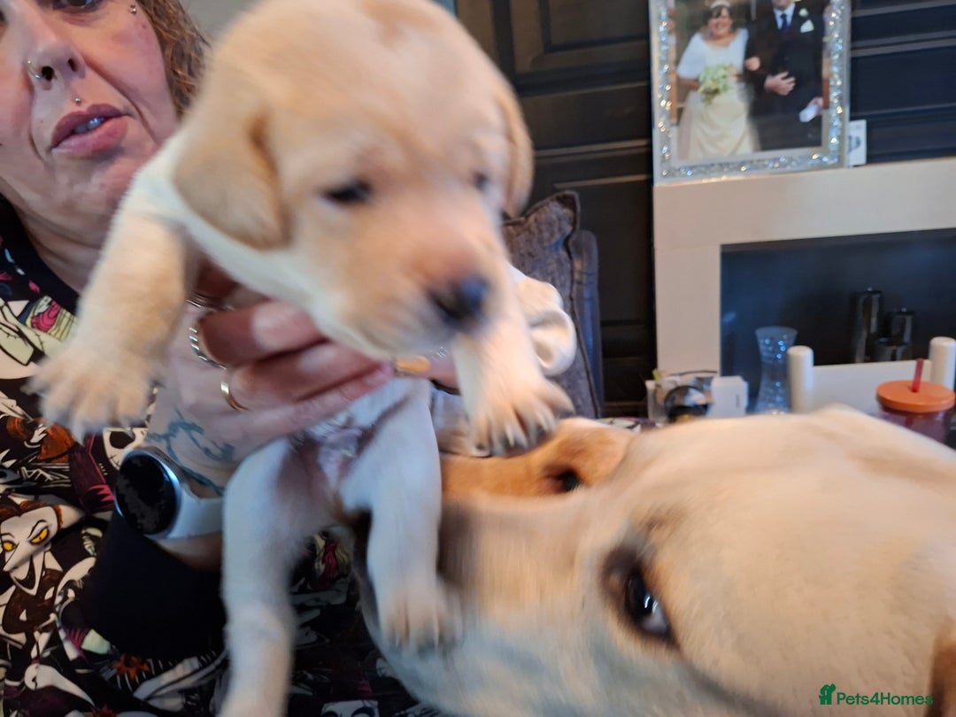 Labrador Retriever dogs for sale: Labrador puppies - Image 2