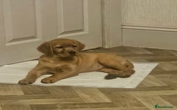 Mixed Breed dogs for sale: Adorable Bonded Labrador x Irish Setter Pups  - Image 2
