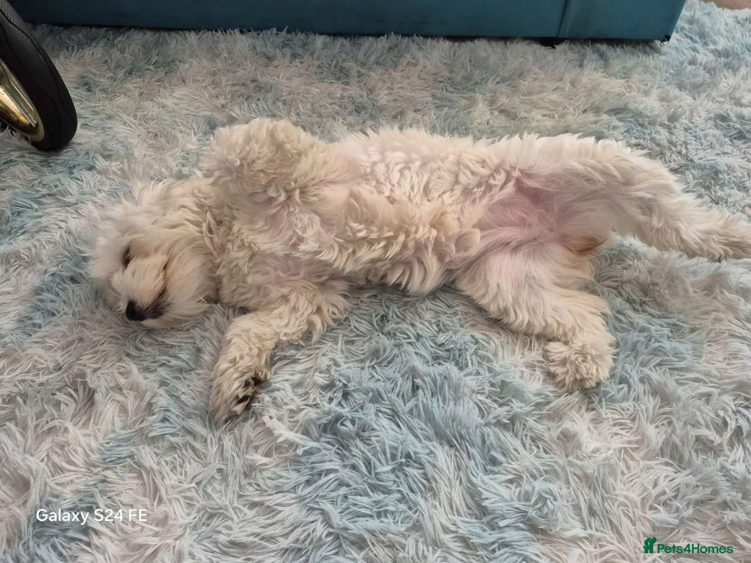 Bichon Frise dogs for sale: Bichon frise in Rotherham - Advert 1