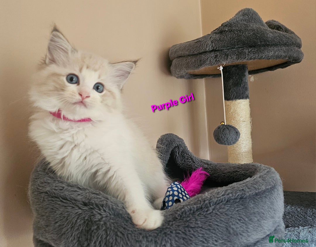 Ragdoll cats for sale: 2 Boys left Gccf £950 Ragdolls  - Image 5
