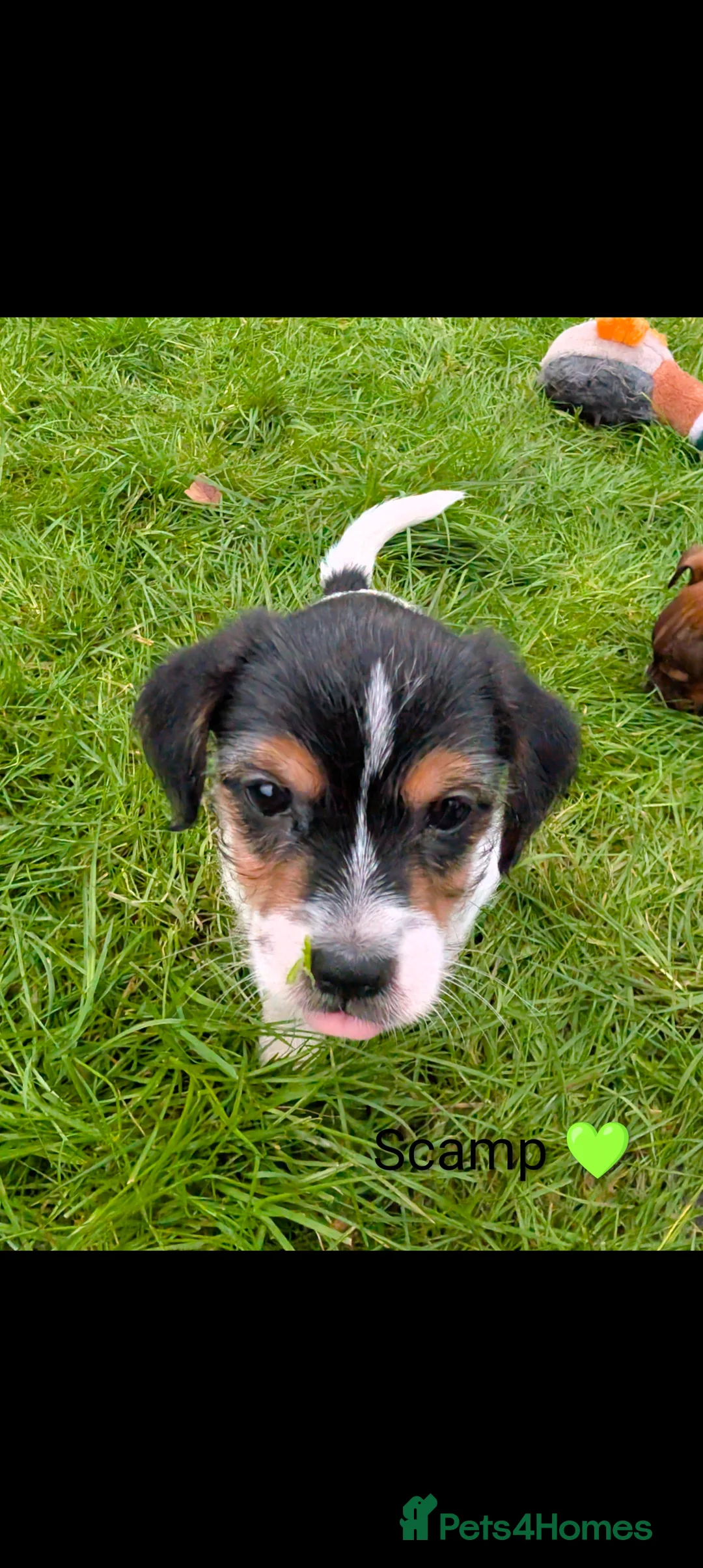 Jack Russell dogs for sale: 🐶 Jack Russell Boys – Ready Monday 23rd Feb🐶 - Advert 15