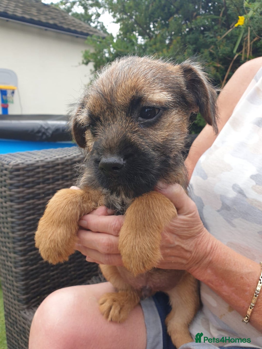 Border Terrier dogs for sale: 2 boys KC Border Terrier Pups SLEM CLEAR  - Image 6