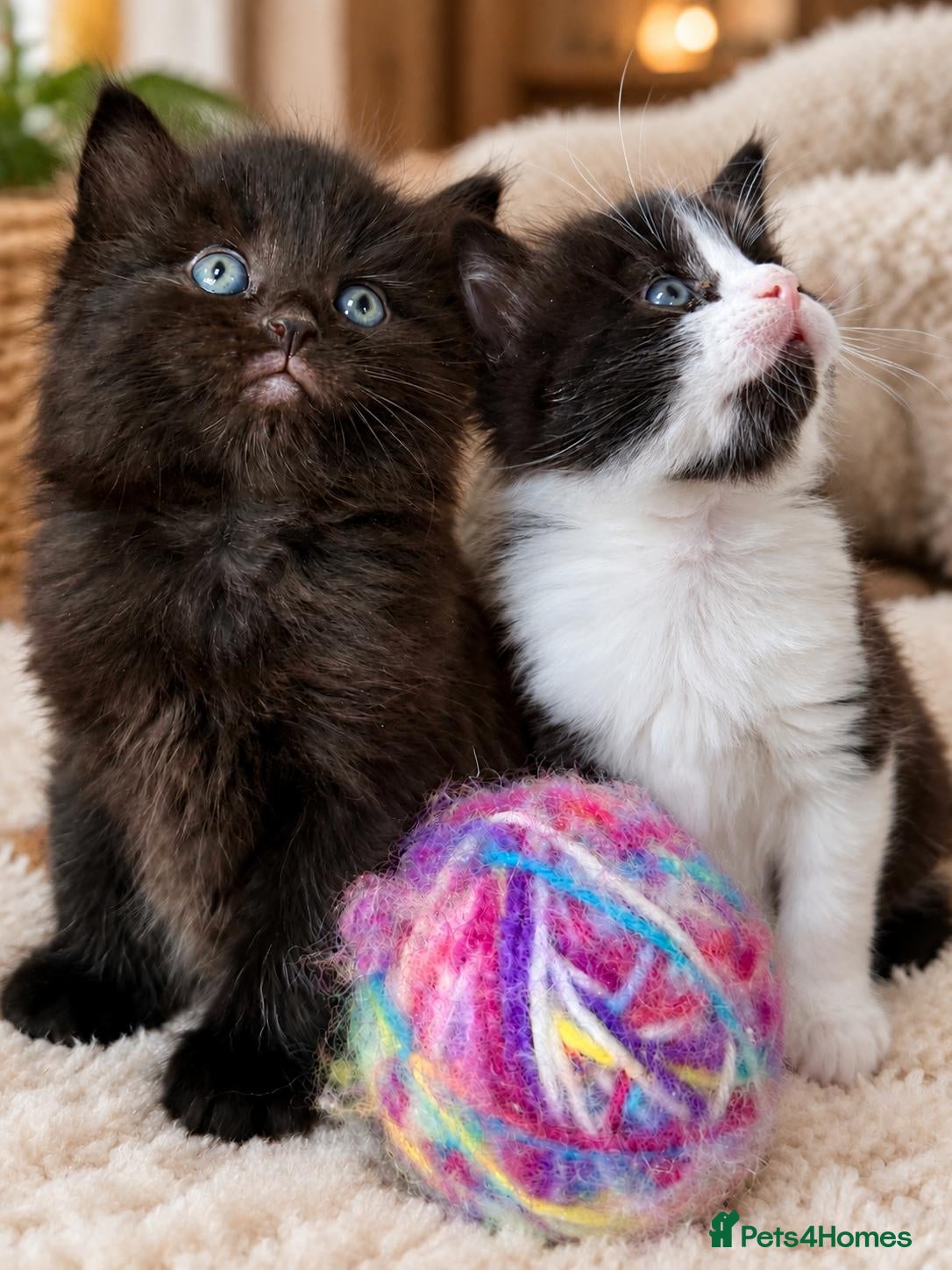 Mixed Breed cats for sale: Gorgeous 5 Adorable Kittens Ready For Home 💕 - Advert 2