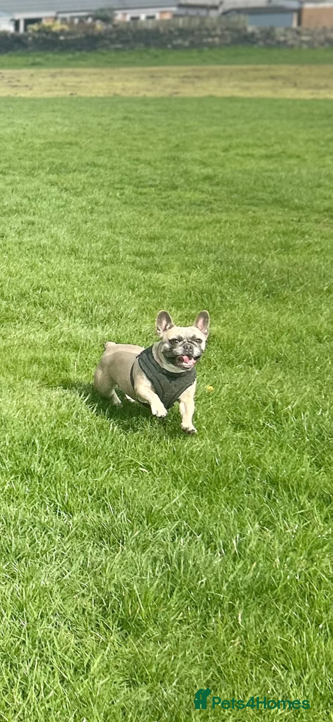 French Bulldog dogs for sale: Beautiful French bulldogs for sale  in Brighouse - Advert 2