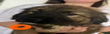 Caucasian Shepherd Dog 1