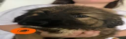 Caucasian Shepherd Dog dogs for sale: Caucasian shepherd puppies  - Advert 11