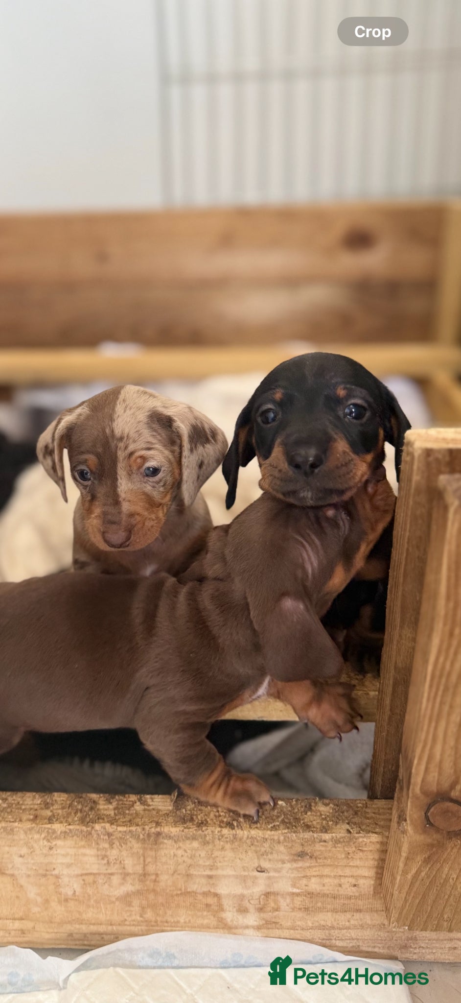 Dachshund dogs Miniature Dachshund Pups Available- Ready 3rd June - Advert 14