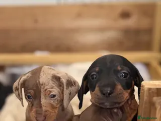 Dachshund dogs Miniature Dachshund Pups Available- Ready 3rd June - Advert 3
