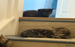 Mixed Breed cats for sale: British shorthair cross kittens  - Image 4