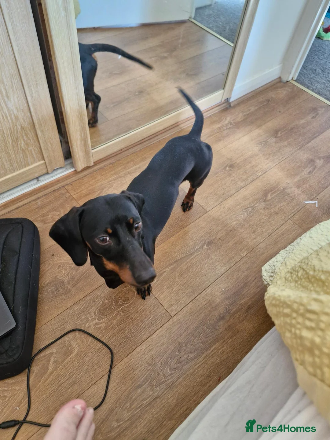 Dachshund dogs for sale: Beautiful 18 month old Daxie boy - Advert 4