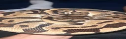 Python Snake reptiles for sale: Female ball python  in St Albans - Advert 1