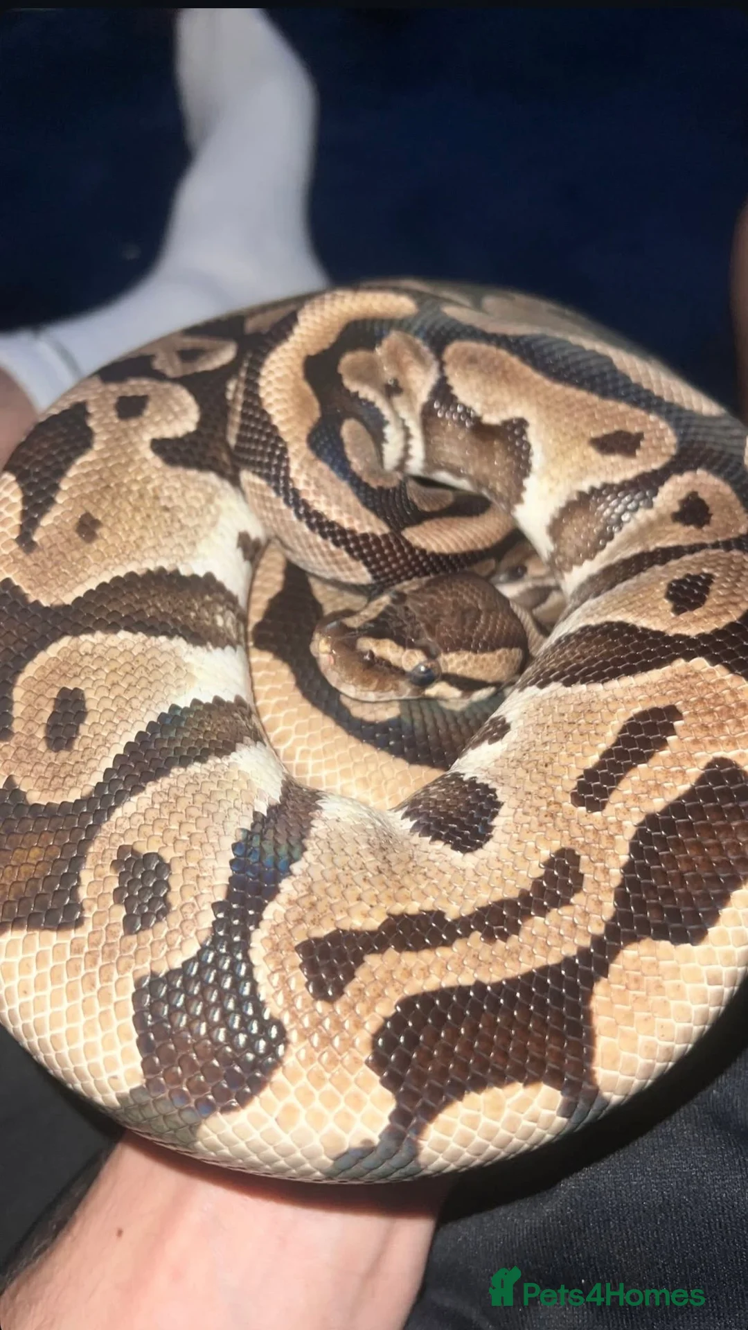 Python Snake reptiles for sale: Female ball python  in St Albans - Advert 1