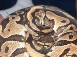 Python Snake reptiles Female ball python in St Albans - Advert 3