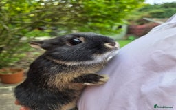 Netherland Dwarf rabbits for sale: Pure Netherland Dwarfs READY TO LEAVE! - Advert 5