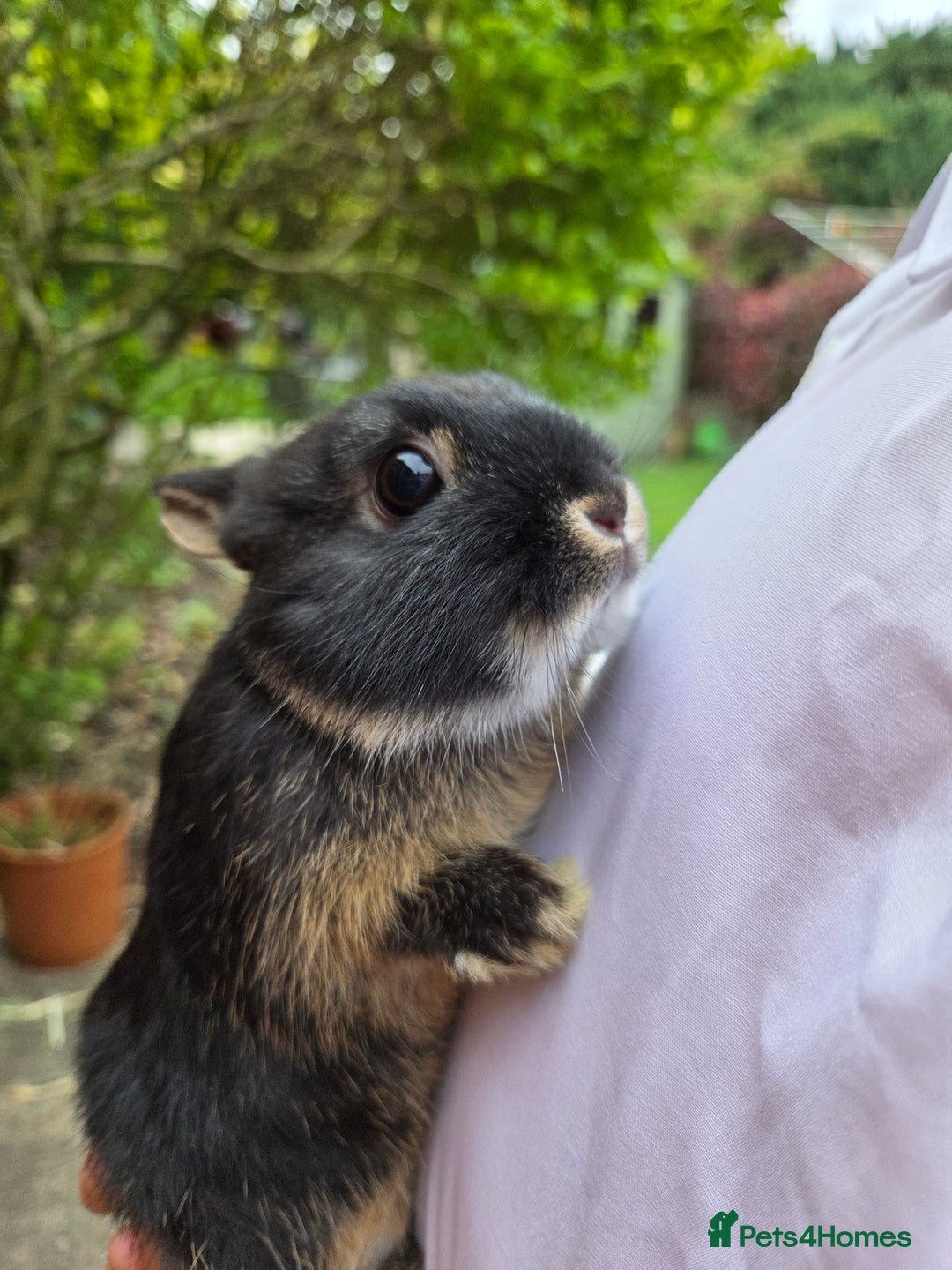 Netherland Dwarf rabbits for sale: Pure Netherland Dwarfs READY TO LEAVE! - Advert 5