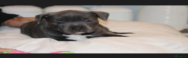 Staffordshire Bull Terrier 5