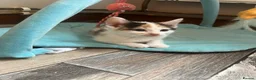 Mixed Breed cats for sale: 4 mixed breed Calico babies ready today - Advert 3