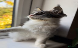 Maine Coon cats for sale: Pedigree Maine Coon Kittens 🐱 fully vaccinated  - Image 6