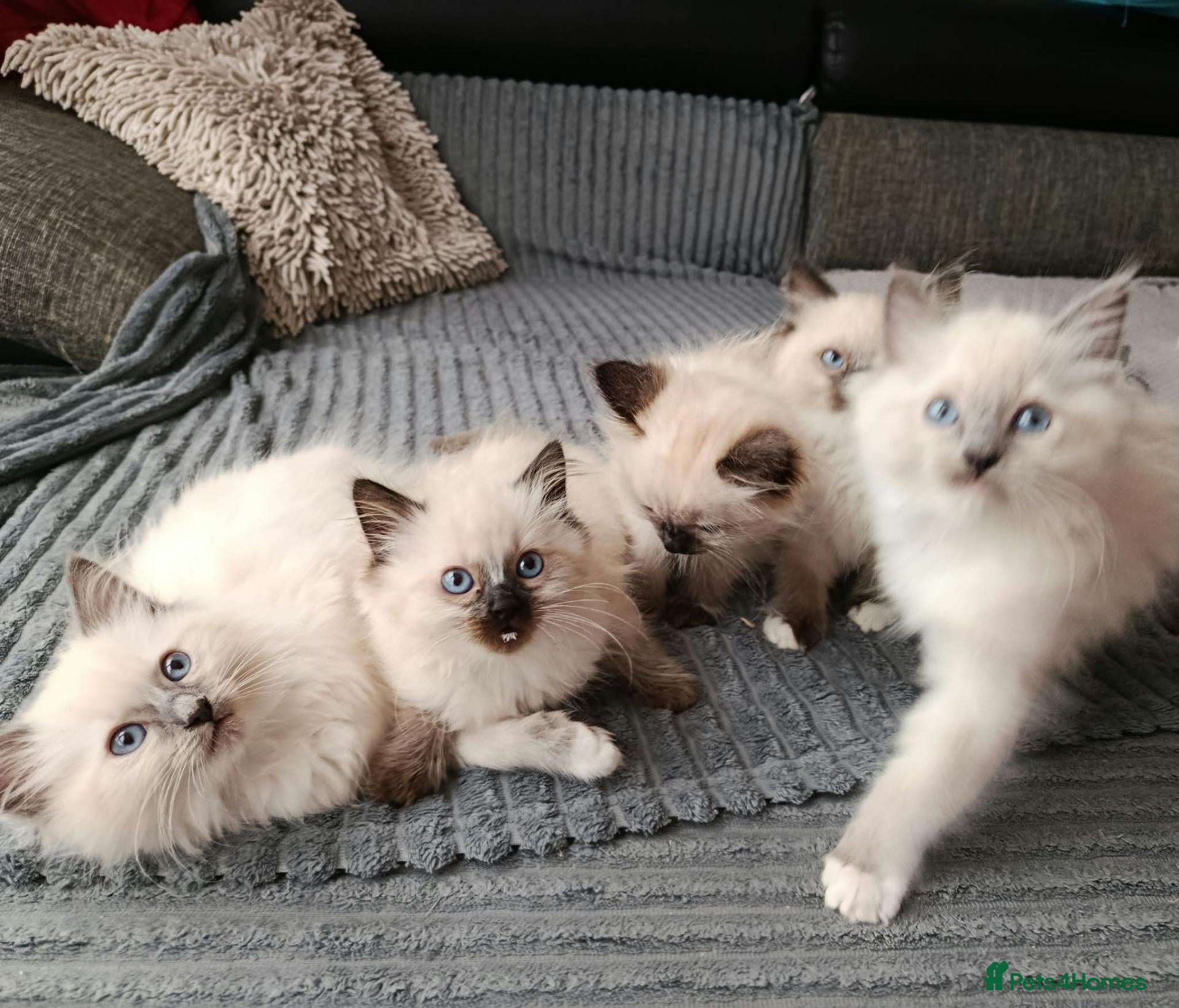 Ragdoll cats Stunning Ragdoll Kittens 😺 - Advert 1