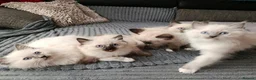 Ragdoll cats for sale: Stunning Ragdoll Kittens 😺 in Perth - Advert 1