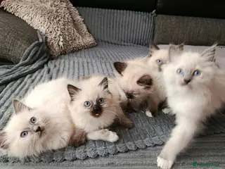 Ragdoll cats Stunning Ragdoll Kittens 😺 - Advert 1