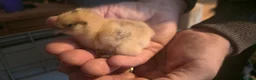 Chickens poultry for sale: Silkie x pekin bantam  - Advert 7