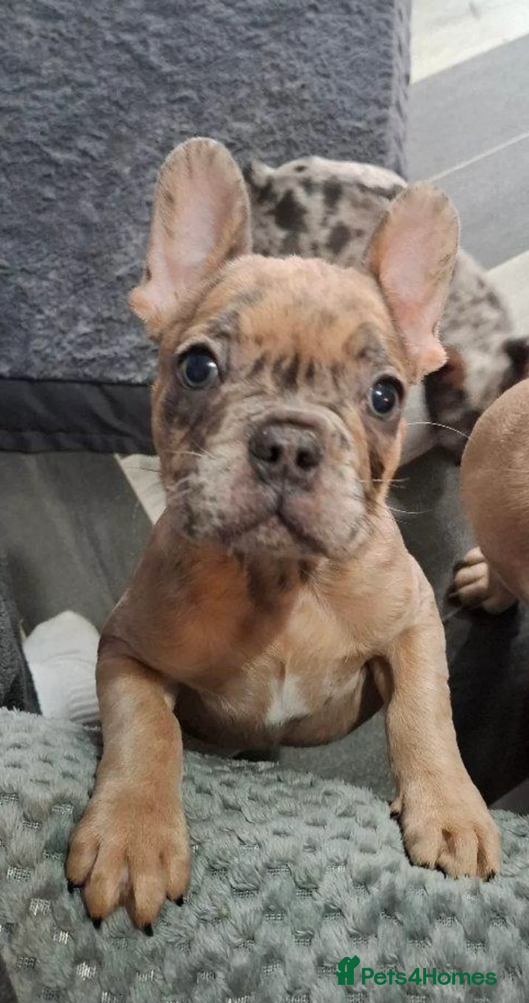 French Bulldog dogs for sale: SUPER RARE BLUE/GREEN EYE TAN MERLE FRENCHIE in Alfreton - Advert 2