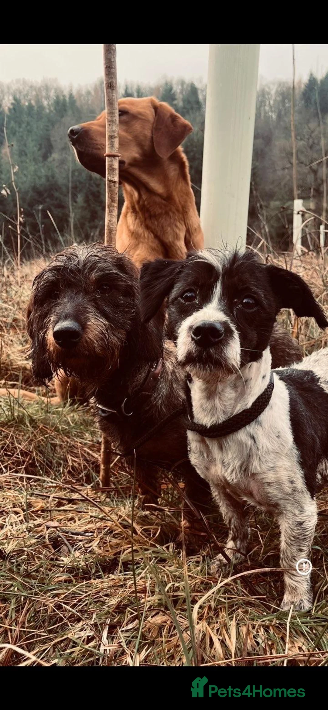 Dachshund dogs for sale: Amazing wirehaired dachshunds puppies  - Advert 2