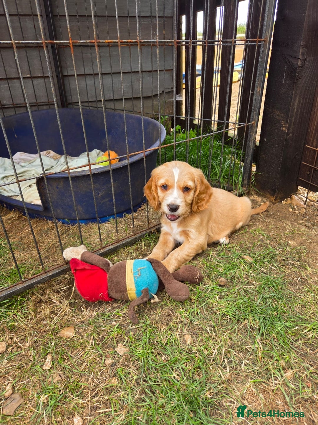 Cocker Spaniel dogs for sale: Red Cocker Spaniel puppies for sale - Image 1