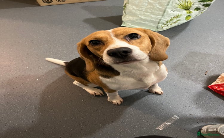 Beagle dogs - Advert 2
