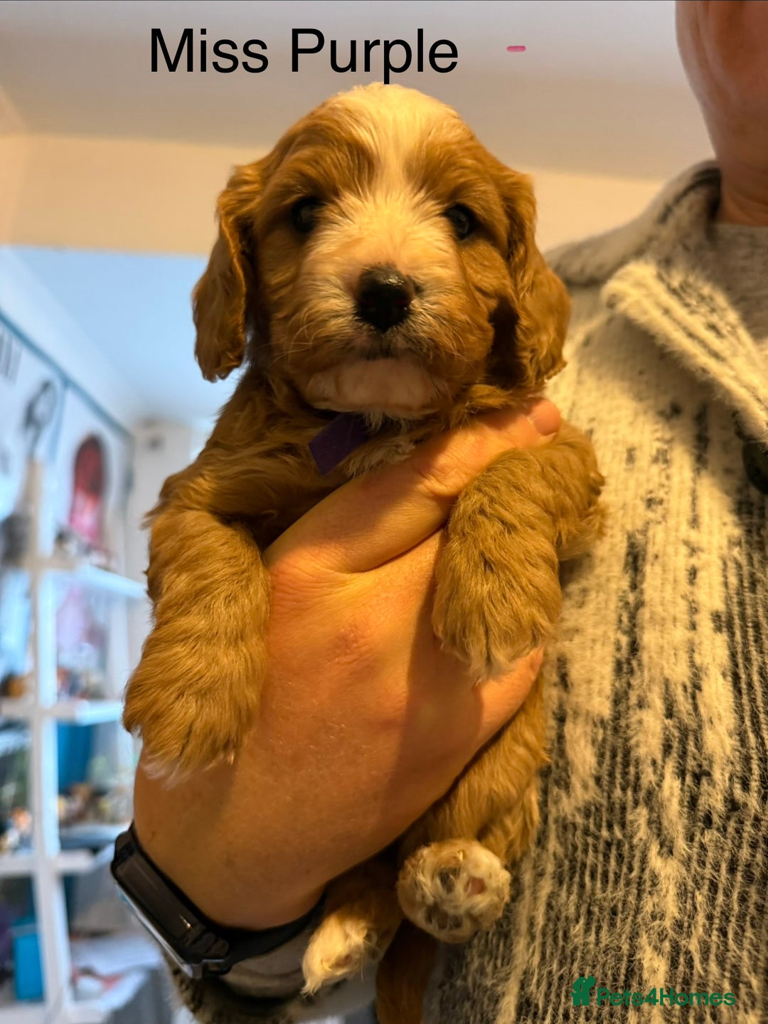 Cavapoo dogs for sale: Premium DNA Health Tested F1 Cavapoo Puppies - Advert 17
