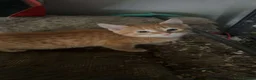 Mixed Breed cats for sale: Beautiful ginger boy - Advert 5