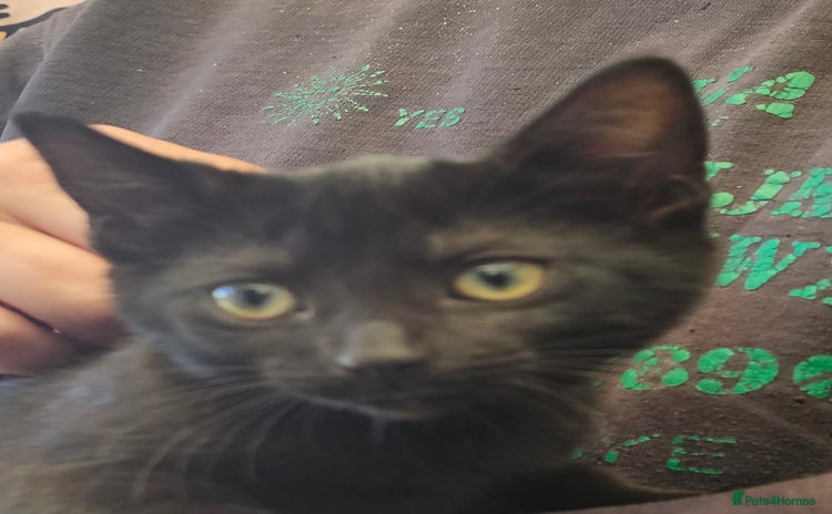 Mixed Breed cats - Advert 6